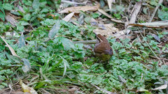 Urosphena squameiceps