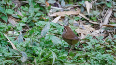 Urosphena squameiceps