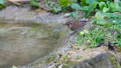 Urosphena squameiceps