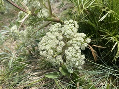 Aciphylla glacialis