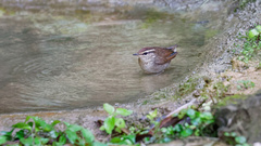 Urosphena squameiceps