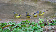 Abroscopus superciliaris