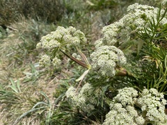 Aciphylla glacialis