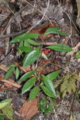 Ardisia