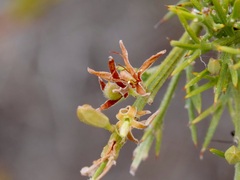 Jacksonia horrida
