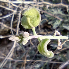 Lyrocarpa coulteri