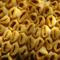 Palythoa tuberculosa