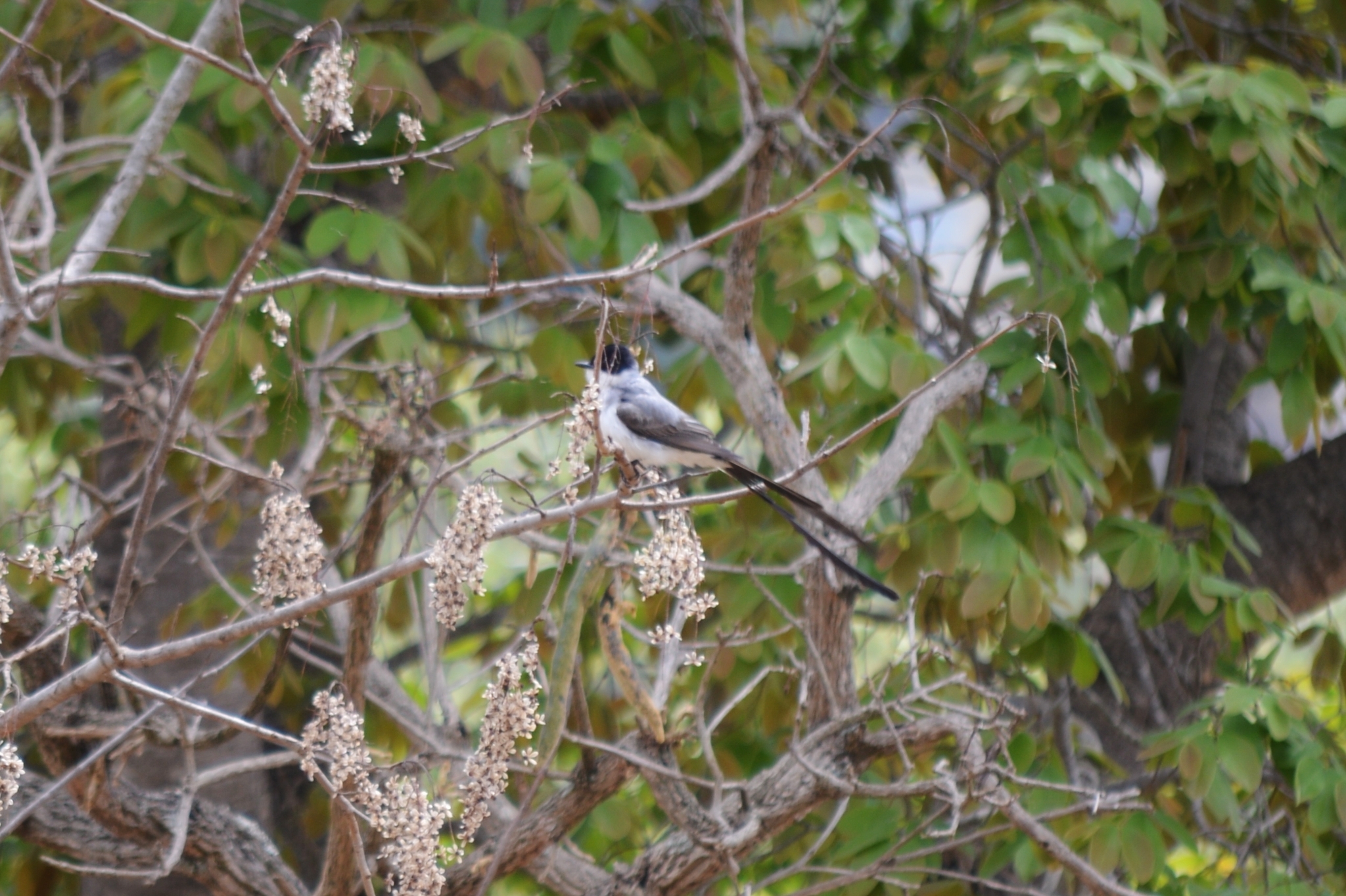 Tyrannus savana savana