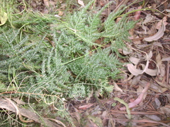 Asparagus setaceus