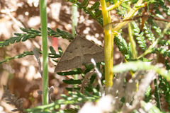 Epidesmia hypenaria