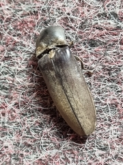 Tetralobus flabellicornis