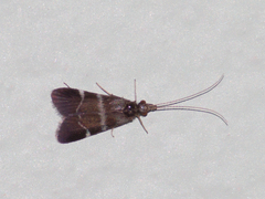 Pterygota