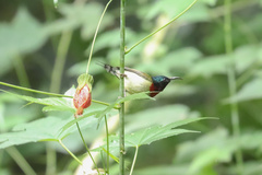 Aethopyga christinae