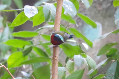 Aethopyga christinae