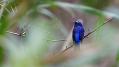 Niltava macgrigoriae