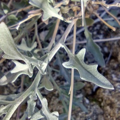 Lyrocarpa coulteri