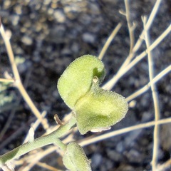 Lyrocarpa coulteri
