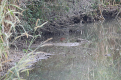 Ixobrychus cinnamomeus