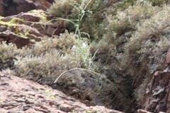 Hesperidanthus linearifolius