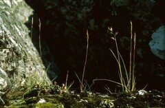 Trisetum agrostideum