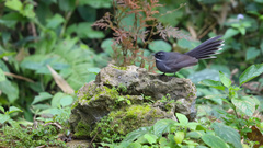 Rhipidura albicollis