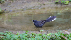 Rhipidura albicollis