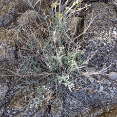 Lyrocarpa coulteri