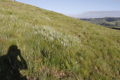 Helichrysum aureonitens