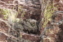 Escobaria organensis