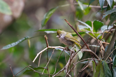 Erpornis zantholeuca