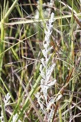 Helichrysum aureonitens