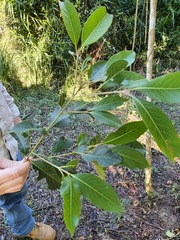 Rhodomyrtus psidioides