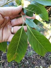 Rhodomyrtus psidioides