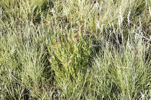 Image of Acalypha punctata by (c) Tony Rebelo, some rights reserved (CC BY-SA)