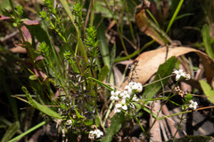Asperula conferta