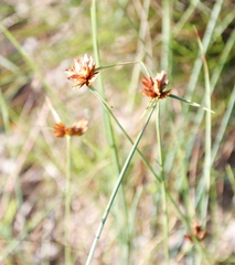 Cyperus sphaerocephalus