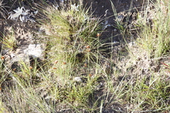 Cyperus sphaerocephalus
