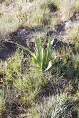 Hypoxis colchicifolia