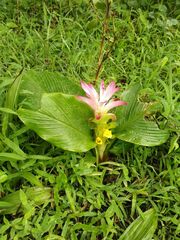 Curcuma aromatica