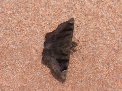 Nisoniades