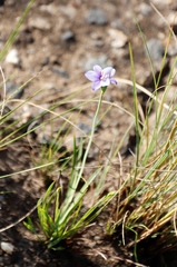 Aristea abyssinica