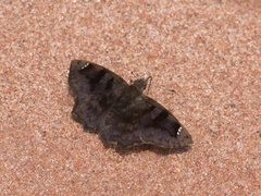 Nisoniades