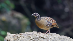 Arborophila brunneopectus