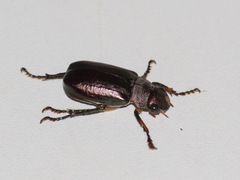 Coleoptera