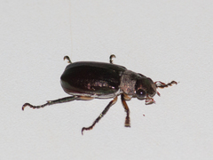 Coleoptera