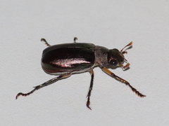 Coleoptera