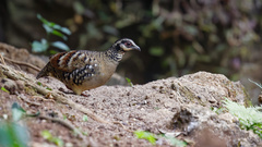 Arborophila brunneopectus