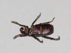Coleoptera