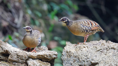 Arborophila brunneopectus