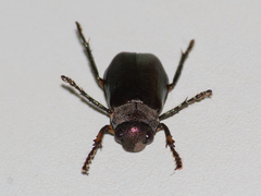 Coleoptera